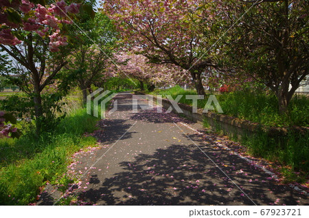 日立北條站痕跡和山櫻花 67923721