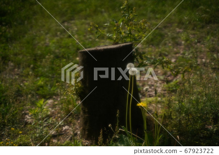 Add fluff to the early morning stump Add fluff to the early morning stump 67923722