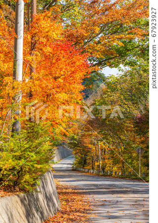 楓樹楓葉球散景高瀨谷[長野縣] 67923927