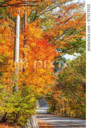 楓樹楓葉球散景高瀨谷[長野縣] 67923928