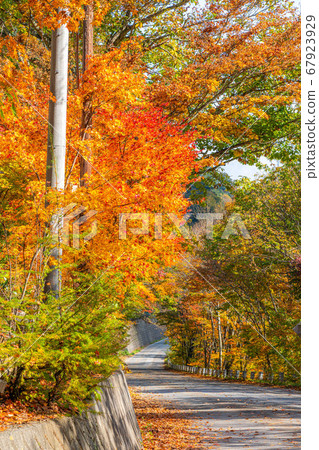 楓樹楓葉球散景高瀨谷[長野縣] 67923929