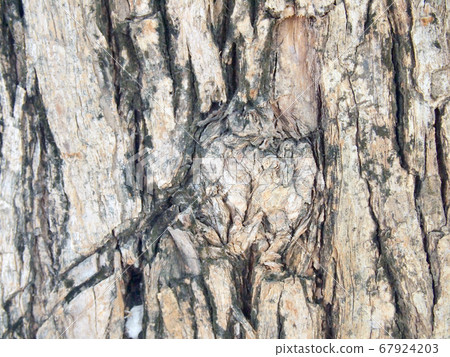 Tree bark texture 67924203
