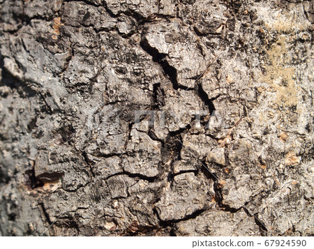 Tree bark texture 67924590