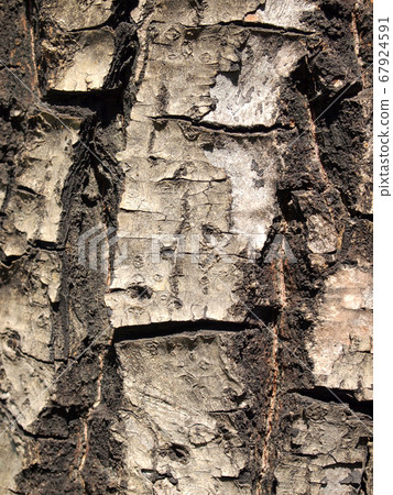 Tree bark texture 67924591