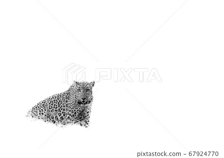 wild leopard or panther or panthera pardus fusca in isolated white background 67924770