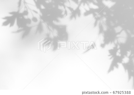 gray shadow of hawthorn leaves on a white wall gray shadow of hawthorn leaves on a white wall 67925388