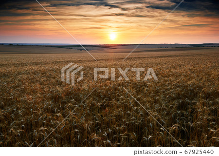 wheat field in a beautiful sunset, sunlight and 67925440