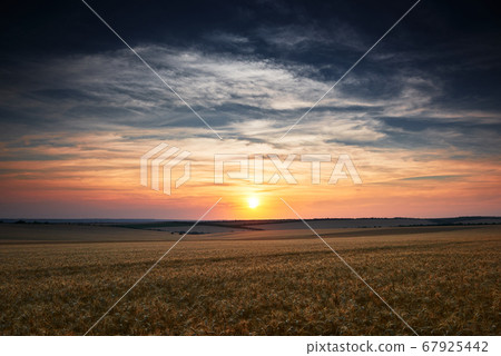 wheat field in a beautiful sunset, sunlight and wheat field in a beautiful sunset, sunlight and 67925442