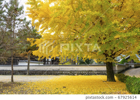 The ginkgo tree on the west side of Nara Tachibanaji where the leaves have started to fall 67925614