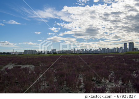 Siheung Tidal-Ecological Park, Siheung City, Gyeonggi-do 67925827