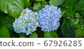 繡球 67926285