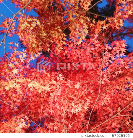 迷人的秋葉 67926505