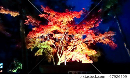 照明的秋葉的夜景 67926509