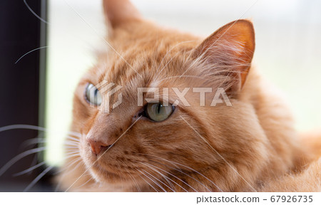 A staring cat, a tea tabby cat A staring cat, a tea tabby cat 67926735