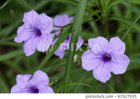Willow Val Ali Saw flower Willow Val Ali Saw flower 67927055