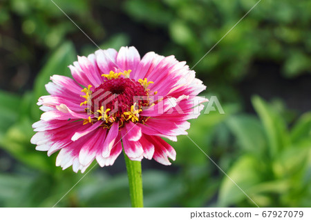 Pink zinnia flower on a background of green grass 67927079