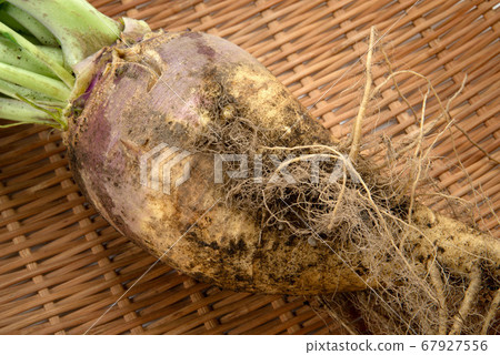 Rutabaga Rutabaga 67927556