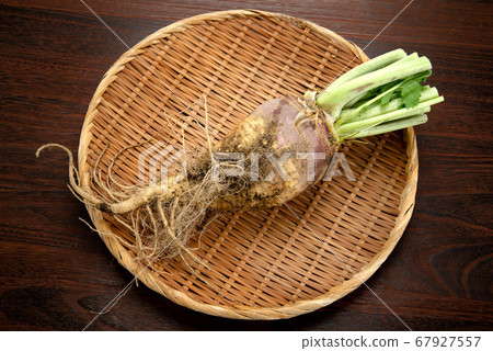 大頭菜 67927557