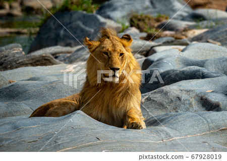 Young male lion lies on riverbed rocks 67928019
