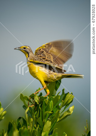 Yellow-throated longclaw flutters wings on leafy 67928028