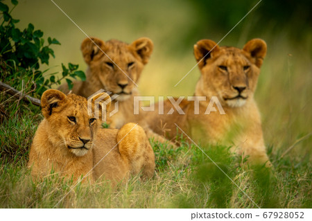 Three lion cubs lie in short grass 67928052