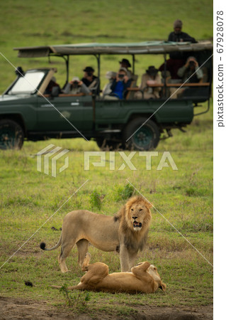 Photographers in safari truck watching two lions Photographers in safari truck watching two lions 67928078