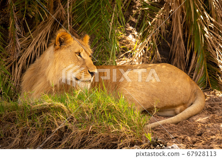 Male lion lies under palms looking back Male lion lies under palms looking back 67928113