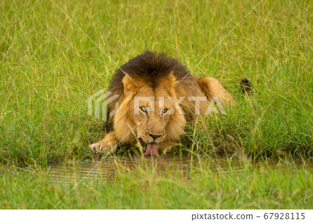 Male lion lies drinking by water hole Male lion lies drinking by water hole 67928115