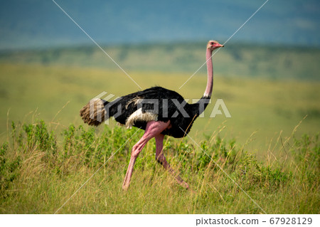 Male common ostrich runs through long grass Male common ostrich runs through long grass 67928129