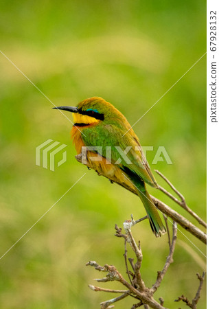Little bee-eater perches on branch in profile 67928132