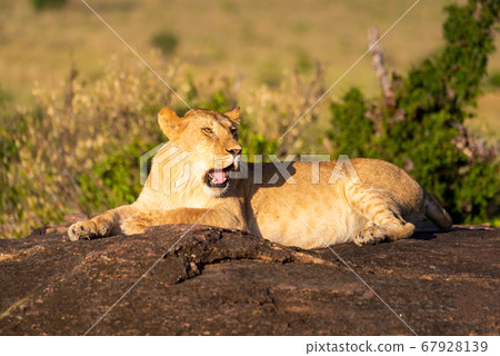 Lioness lies on rock with open mouth Lioness lies on rock with open mouth 67928139