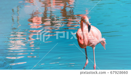 Creative banner of pink flamingo standing in blue water with reflection of another ones. Minimal, duotone pastel, nature, summer concept Creative banner of pink flamingo standing in blue water with reflection of another ones. Minimal, duotone pastel, nature, summer concept 67928660