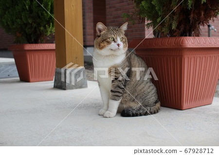 My family's cats My family's cats 67928712
