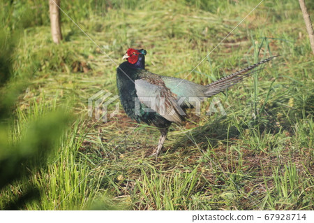 Those who often come to our house to play (the pheasant) 67928714
