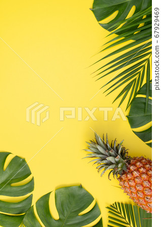 鳳梨 熱帶 葉子 蓬萊蕉 背景 龜背葉 pineapple background パイナップル 67929469