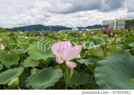 蓮花 蓮花 67929481