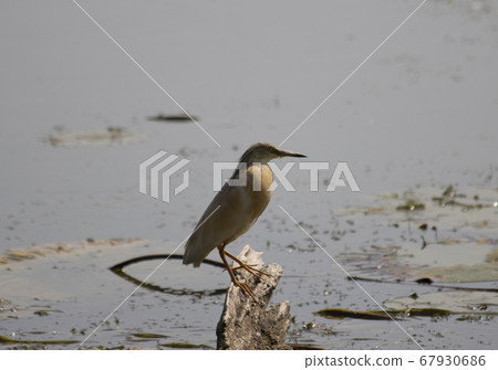 Tufted sgarza set between buttercups and chaplains Tufted sgarza set between buttercups and chaplains 67930686