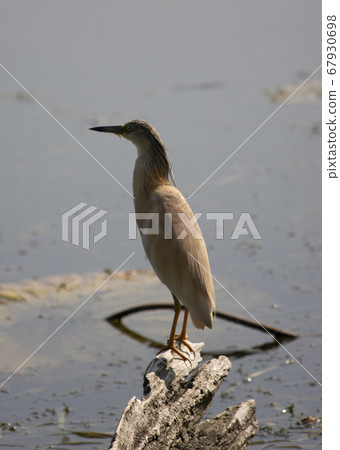 Tufted sgarza set between buttercups and chaplains 67930698