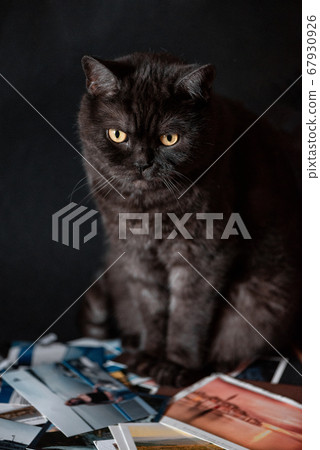 yellow-eyed cat sits on a stack of old photos 67930926