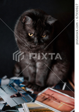 yellow-eyed cat sits on a stack of old photos yellow-eyed cat sits on a stack of old photos 67930927