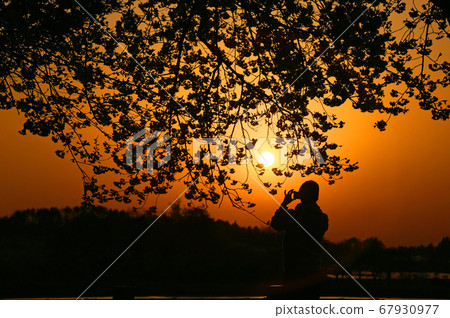 A woman taking a sunset and cherry blossoms A woman taking a sunset and cherry blossoms 67930977