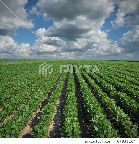 Green cultivated soybean field in late spring or Green cultivated soybean field in late spring or 67931104