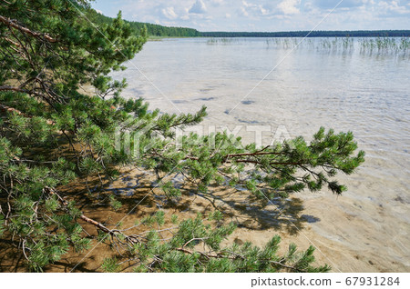 Fir branches over water lake Fir branches over water lake 67931284