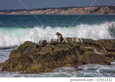 Group of California Sea Lions sunning themselves on the rocks at La Jolla Cove in La Jolla, San Diego, USA in summer Group of California Sea Lions sunning themselves on the rocks at La Jolla Cove in La Jolla, San Diego, USA in summer 67931312