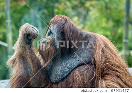 Orangutan (ape) Portrait showing face and upper body  with blurred background 67931477