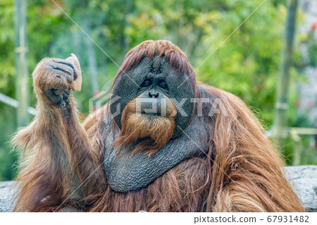 Orangutan (ape) Portrait showing face and upper body  with blurred background 67931482