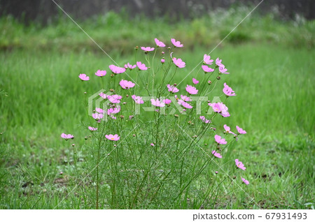波斯菊花 波斯菊花 67931493