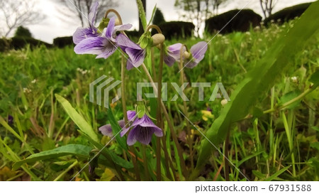 violet violet 67931588