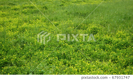 荒原草原野原雜草 67931747