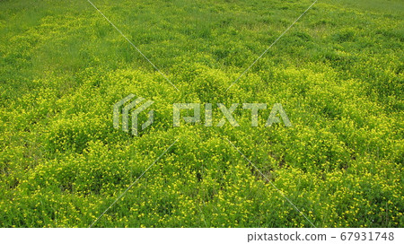 荒原草原野原雜草 67931748